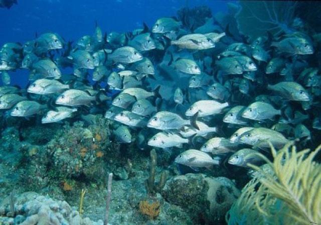 Fish - 04-fotoex.jpg